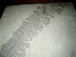 Dendritos de mangans em rocha vulcnica (Rio Grande do Sul - Museu de Geologia da CPRM. Foto: P.M.Branco)