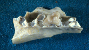 Maxila e dentes do fóssil de marsupial brasileiro Xenocynus crypticus