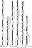 Coluna geológica representativa da associação de litofácies Lamito/Arenito. Fonte: Silveira, 1989 in Rocha &; Pedreira, 2012.