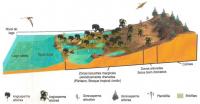 Reconstituição paleoambiental do Membro Crato. Ilustração dos corpos de água, vegetação, solo e representantes da biota, nos seus prováveis microambientes (Boas, 2012. Adaptado de Neumann, 1999 in Moura et al., 2006).