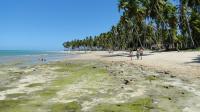 Vista da extremidade sul do recife da Praia dos Carneiros em contato com a faixa arenosa de praia. Foto: Rogério Valença Ferreira.