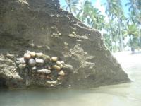 Detalhe do recife da Praia dos Carneiros, em afloramento do arenito com nível conglomerático. Foto: Marcos Nascimento.