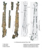 anfíbios gigantes, em rochas da Formação Pedra de Fogo, de idade permiana, encontrados a 6 km ao sul da cidade de Pastos Bons, MA. Fonte: Price, 1948, apud Santos e Carvalho, 2009.