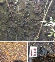 Fig. 3 - a) Disjunção colunar no basalto da Formação Serra Geral; b) depósito aluvionar do rio Uberaba; c) detalhe do depósito aluvionar com conchas de bivalve.