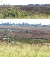 Fig. 3 - a) Vista panorâmica da área da nascente do rio Uberaba; b) detalhe mostrando uma área alagada com solos hidromórficos.