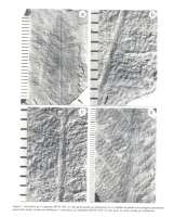 Imagem da Asterotheca sp. mostra nervuras e outros parâmetros morfológicos da espécie. Fonte: Vieira & Ianuzzi, 2000.