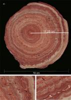 Figura 10 – Seção de uma pérola da Lapa d´Água, mostrando várias fases de crescimento (Foto cedida por Nikolás Strikis).