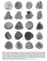 Resultado da análise palinólogica de níveis do Subgrupo Itararé e da Formação Rio Bonito que afloram no Morro do Papaléo, mostra um diverso conjunto de pólens e esporos de diversas espécimes. Fonte: Smaniotto, et al., 2006.