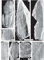 Plantas fósseis coletadas no Subgrupo Itararé: (a) Gangamopteris obovata (MP-Pb 2002, level N4); (b)
Kawizophyllum sp. (MP-Pb 3695, level N4); (c) Cordaites hislopii (MP-Pb 3680, level N4); (d) Samaropsis kurtzii (MP-Pb
3010, level N4); (e) Phyllotheca australis (= P. indica) (MP-Pb 4130, level N4); (f) Cheirophyllum speculare (MP-Pb 3052A,
level N4); (g) Botrychiopsis plantiana (MP-Pb 2677, level N2); (h) Stephanophyllites sp. (MP-Pb 2597, level N4).Autor: Ianuzzi, R. ; et al.(2006)