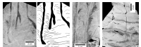 (a) Estromatólitos colunares ramificados em corte longitudinal mostrando colunas com laminação fina, convexa a parabólica; (b) Estromatólitos colunares ramificados em corte longitudinal com colunas paralelas com laminação muito convexa a parabólica, alter