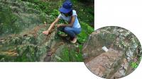 Escarpa estrutural na Cachoeira de Oxumaré.