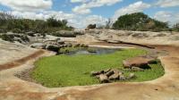 Tanque formado a partir de uma bacia de dissolução no topo do lajedo, que no período chuvoso forma uma pequena lagoa. Encontra-se material fossilífero fragmentado nos sedimentos depositados nessas cacimbas naturais. Foto: Rogério Valença Ferreira.