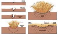 Estágios de formação de uma cratera de impacto. Modificado de:
http://explanet.info/Chapter04.htm. Autor: Sanches (2014)