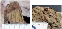 Fragmentos de cones de estilhaçamento (shatter cones) em brechas polimícticas provenientes da pedreira da entrada do bairro de Vista Alegre (Fonte: Crósta et al., 2013 - Registro SIGEP).