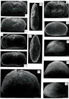 Fig. 4 - Ostracodes da associação de Amblyochara sp. - Neuquenocypris minor mineira (todas as barras de referência são equivalentes a 100 micra). Compilado de Dias-Brito (2001).