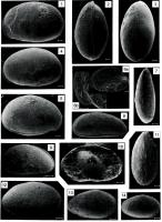 Fig. 5 - Ostracodes da associação de Amblyochara sp. - Neuquenocypris minor mineira (todas as barras de referência são equivalentes a 100 micra). Compilado de dias -Brito (2001).