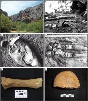 Foto: A. Paredão metacalcário; B. Escavação do sítio; C. Crânio preguiça gigante; D. Mão do Catonyx cuvieri; E. Tíbia do Hippidon, espécie de cavalo; F. Seixo talhado de quartzo. In: Barros et al.; 2012. Fonte: Bélo, 2012.