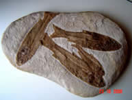  Peixes fossilizados por incrustação há 110 milhões de anos.(Chapada do Araripe, Ceará - Museu de Geologia da CPRM - Coleção Pércio de Moraes Branco. Foto: P.M.Branco). 
