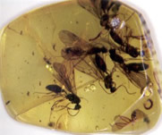 Âmbar com insetos (Pipe, 2008)