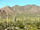 Fig. 7 – O saguaro
