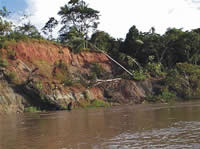 Solapamento (terras caídas) na margem direita do Rio Solimões 